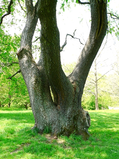 {Prunus serotina}